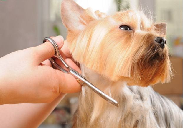 Cachorro sendo tosado